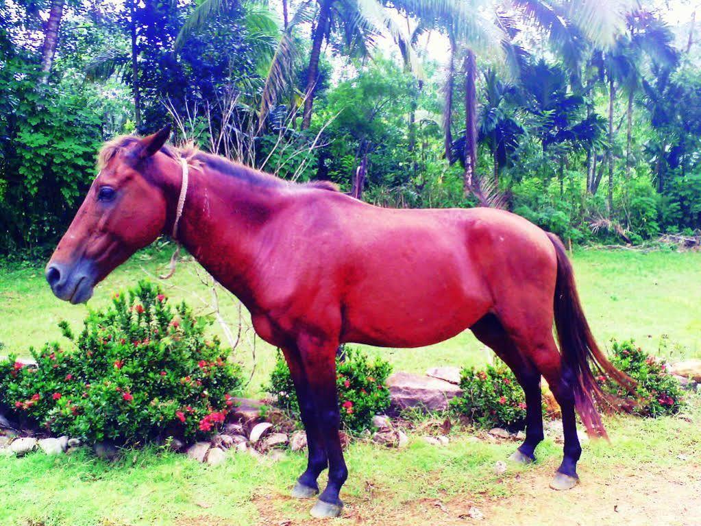 Sapphire Holiday Resort Ratnapura Dış mekan fotoğraf